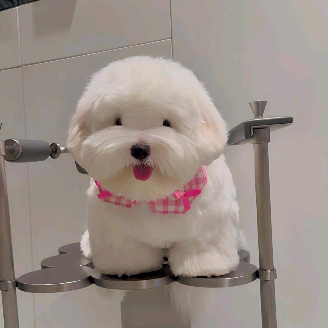 🌸乾多多🇰🇷棉花面纱宠物馆「大亮」