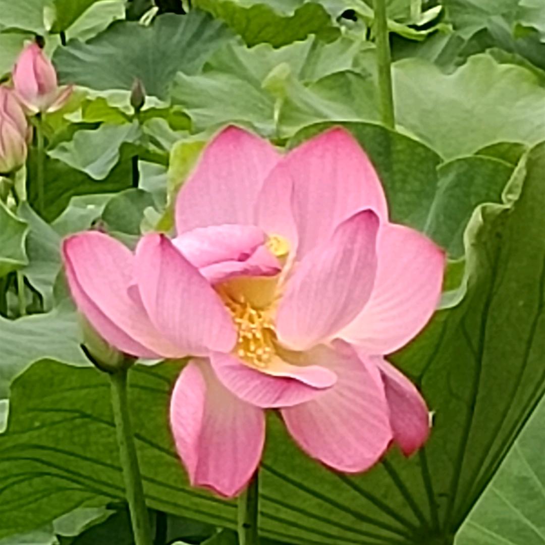 留念