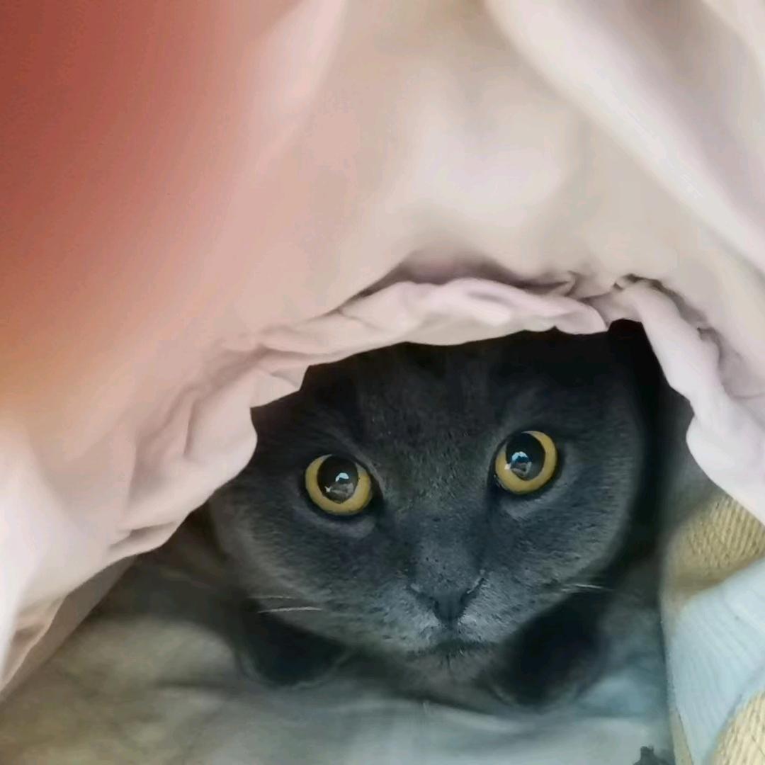 夕