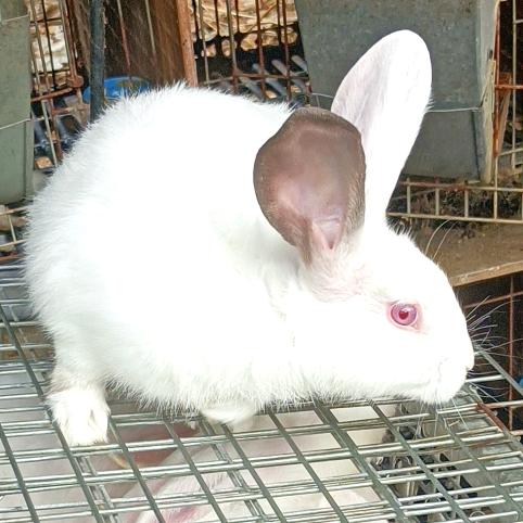 钢钢兔~@~[韩海良]