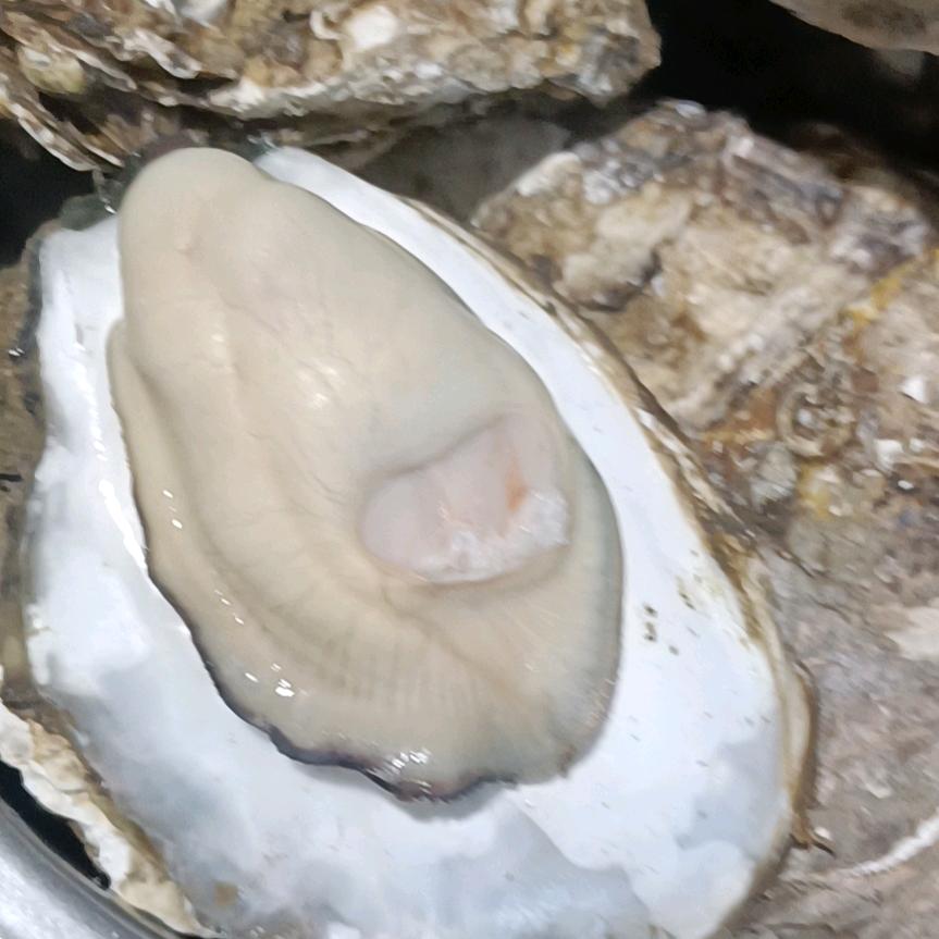 虎妞寻找真爱