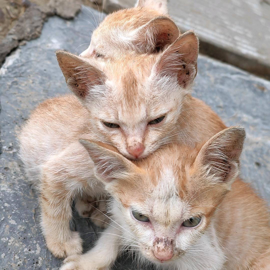 🐈无忧猫小屋😺