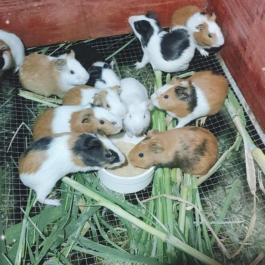 (横县小号)何兰猪豚鼠养殖场