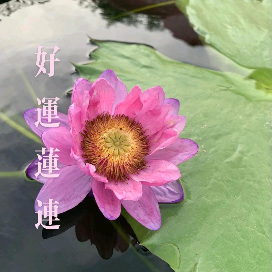 好运连连，，
