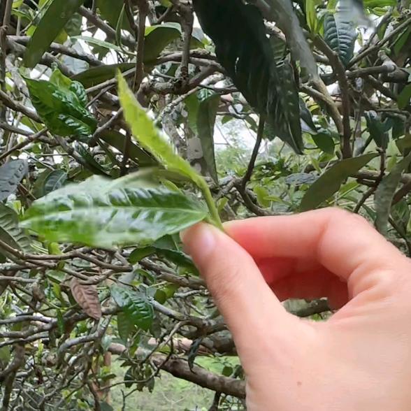 大山森林茶