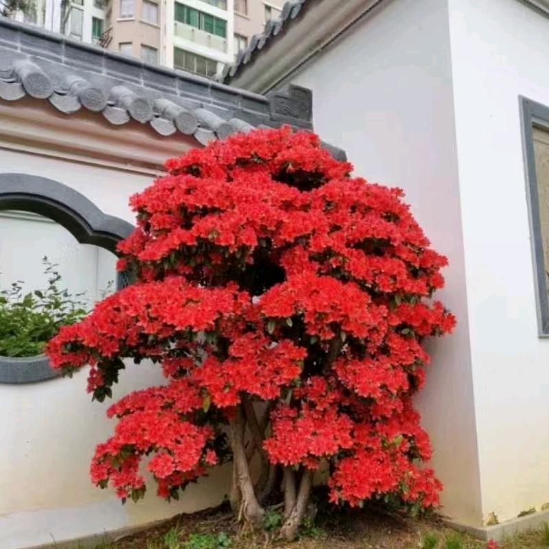 园林艺术设计