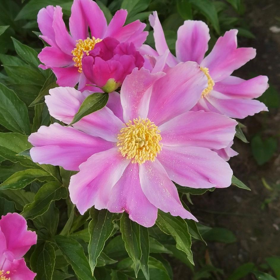 梅花朵朵