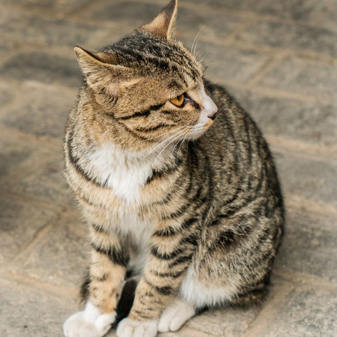 懒…猫