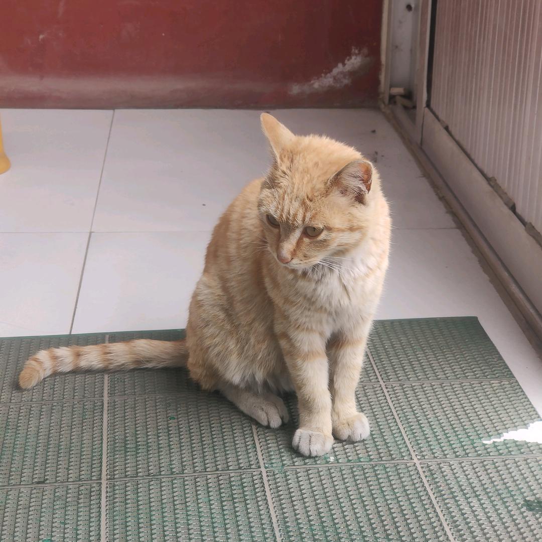 小小的一只咪 ～