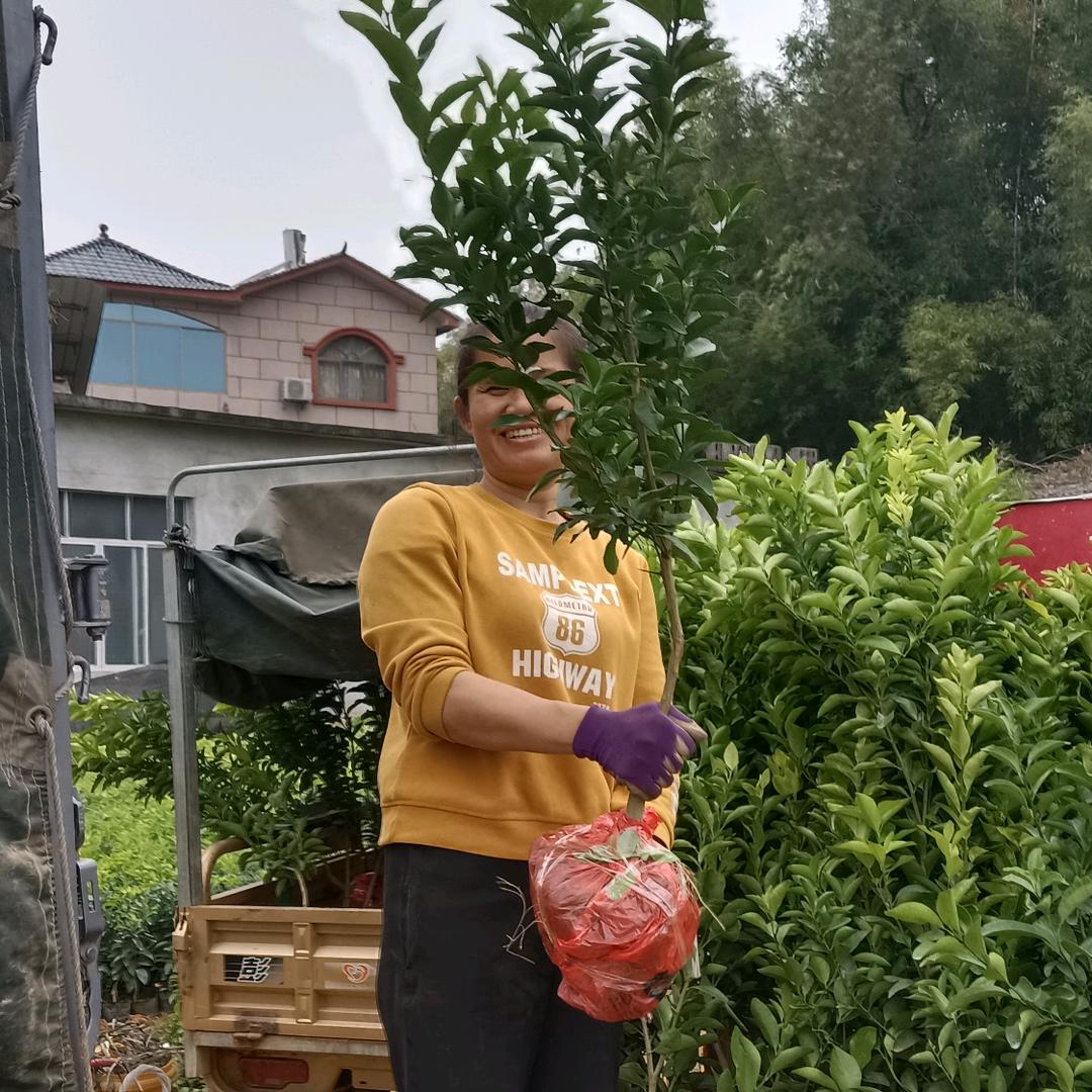陆姐柑橘苗子供应商