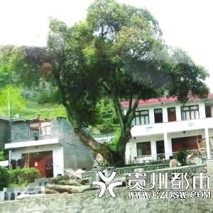 雯丽