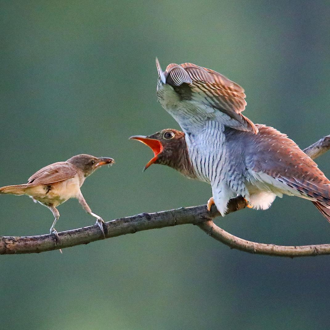 虎哥（原创摄影）