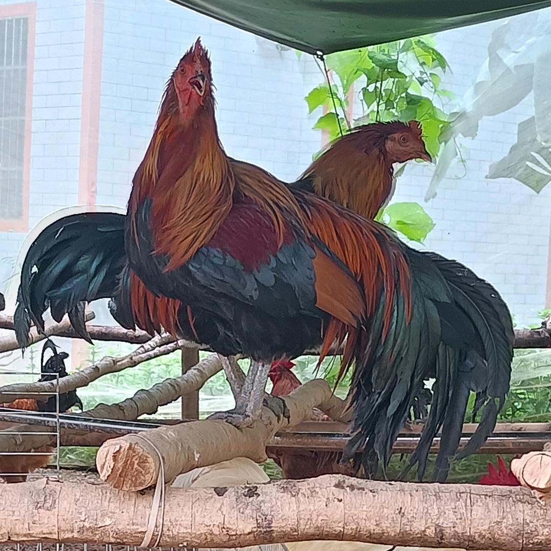辰焜茶花鸡养殖