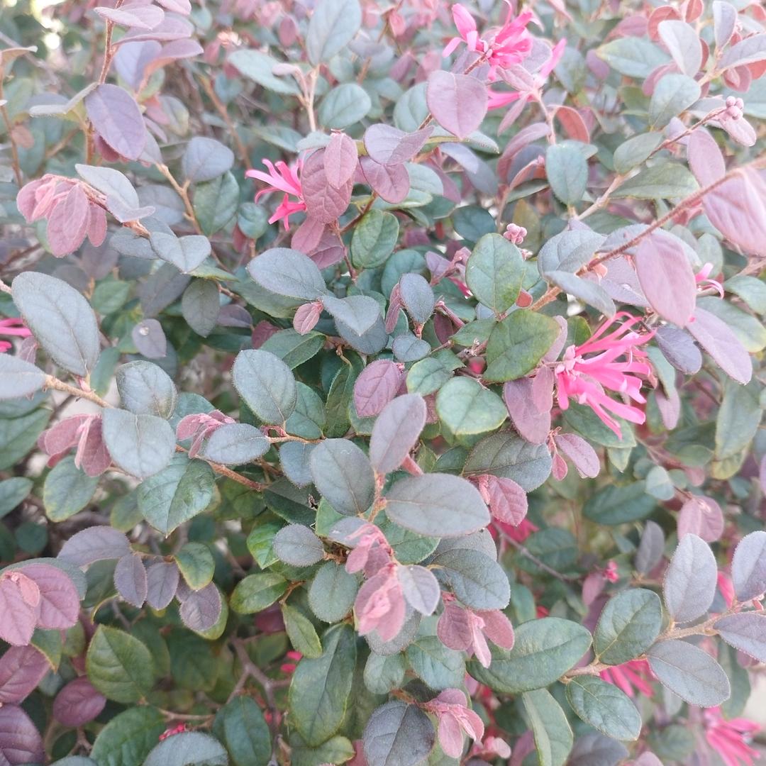 顺心如意头像