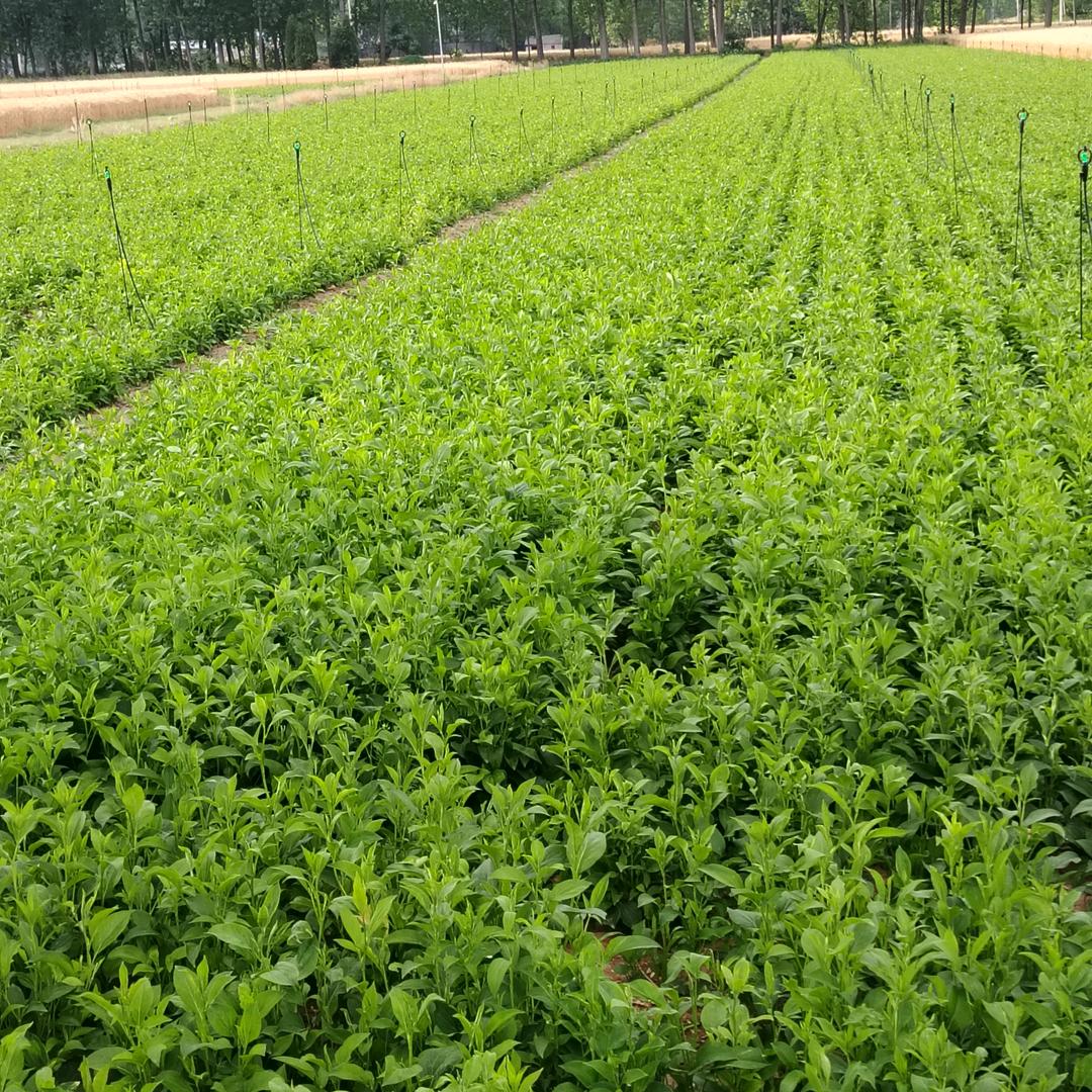 白术种植