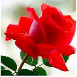 带刺的玫瑰🌹💞