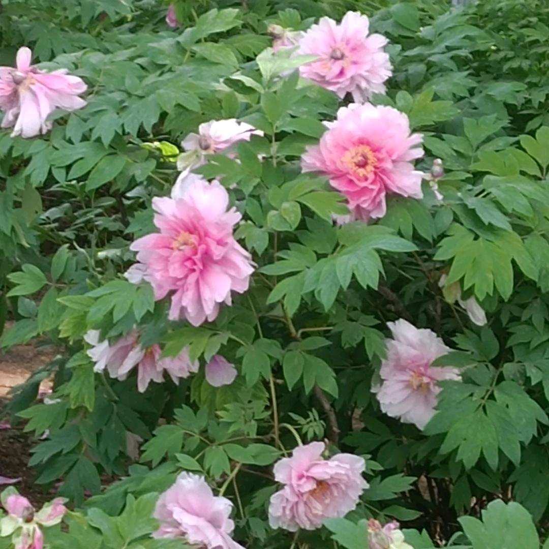 继梅