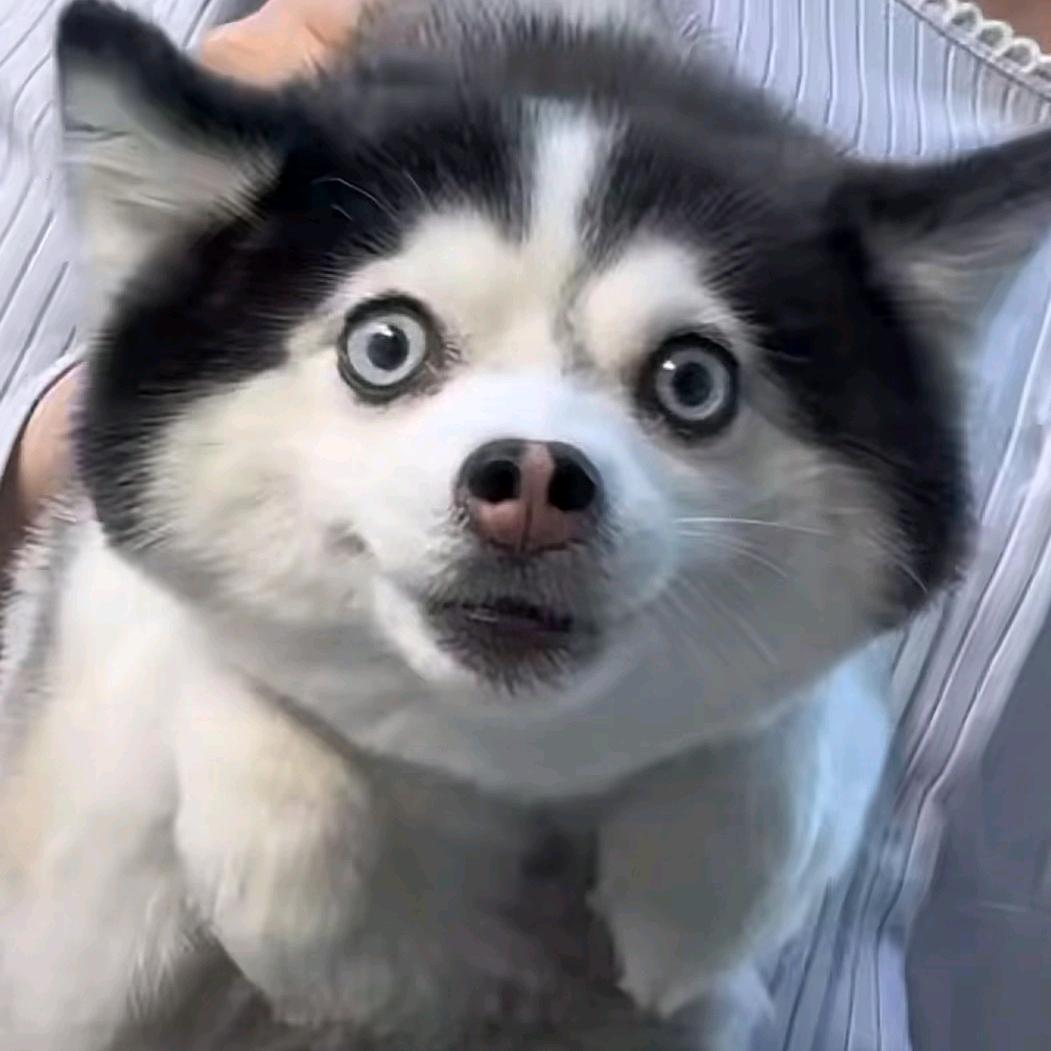 苏秋