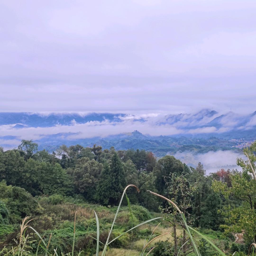 沪上茗居