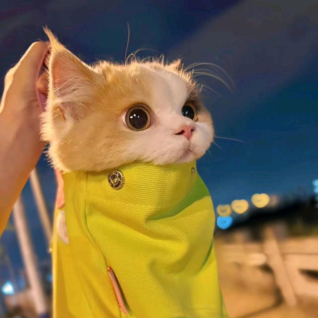 喵喵超会吃