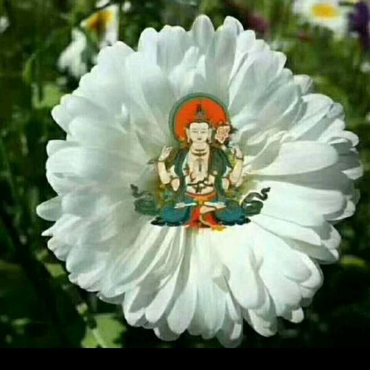 🦚🦚 ๑ᵔ ᵕ ᵔ๑ 🦚🦚