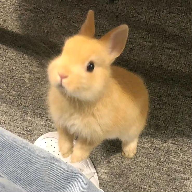 Elio