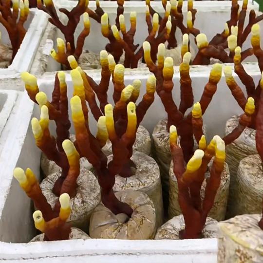 大型鹿茸菌种植基地