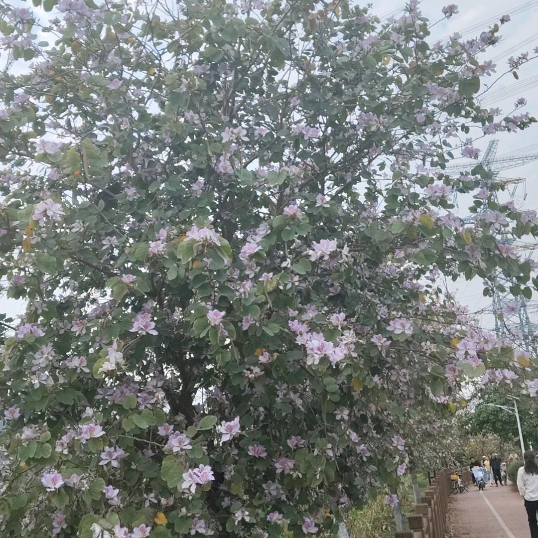 雾里看花