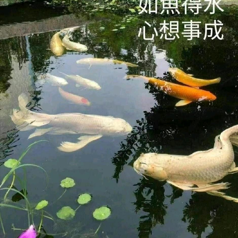 冯詩雅