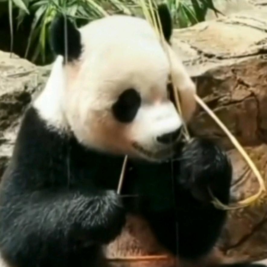 为熊猫砥砺前行