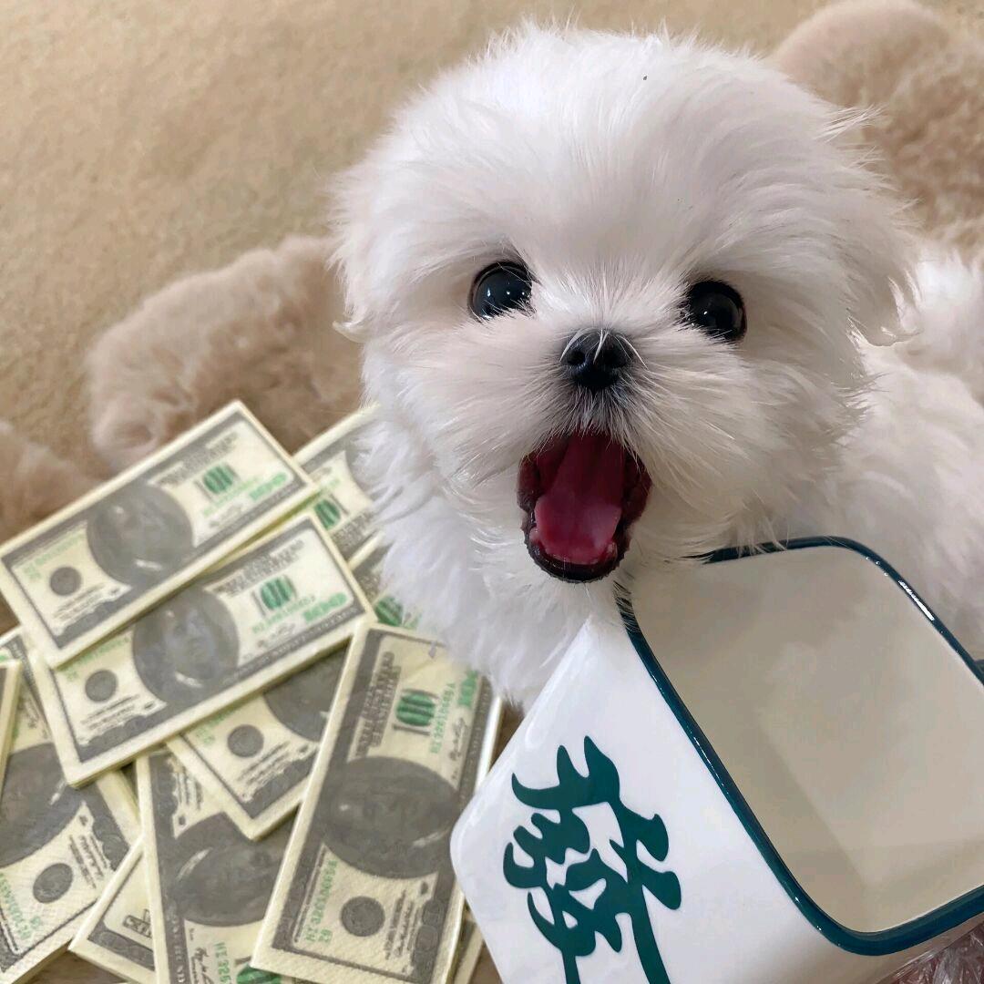 暴富的西瓜🌾