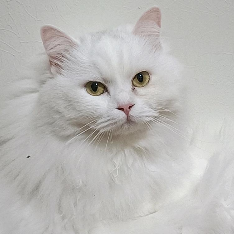 吹山（高三入狱中）