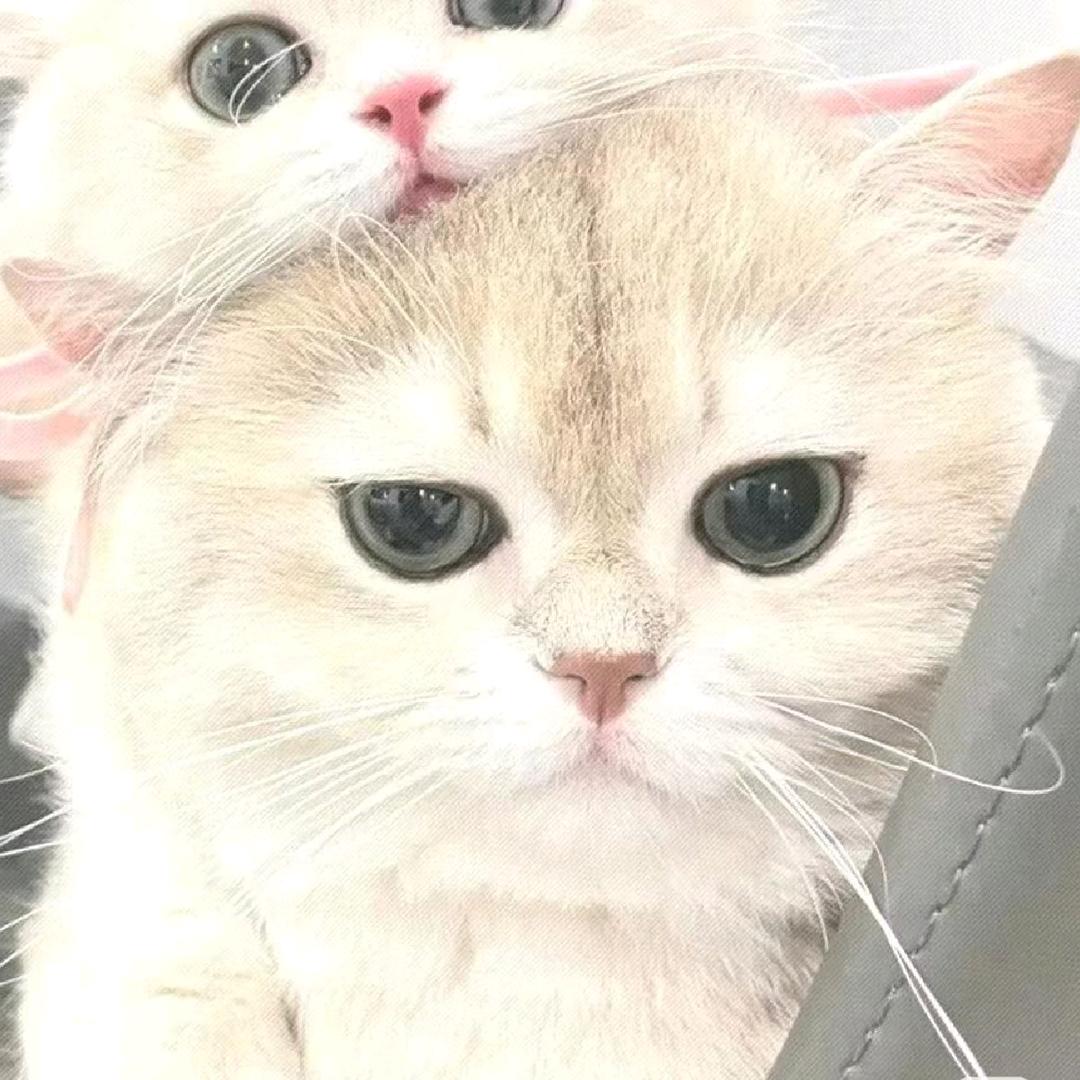 Y.