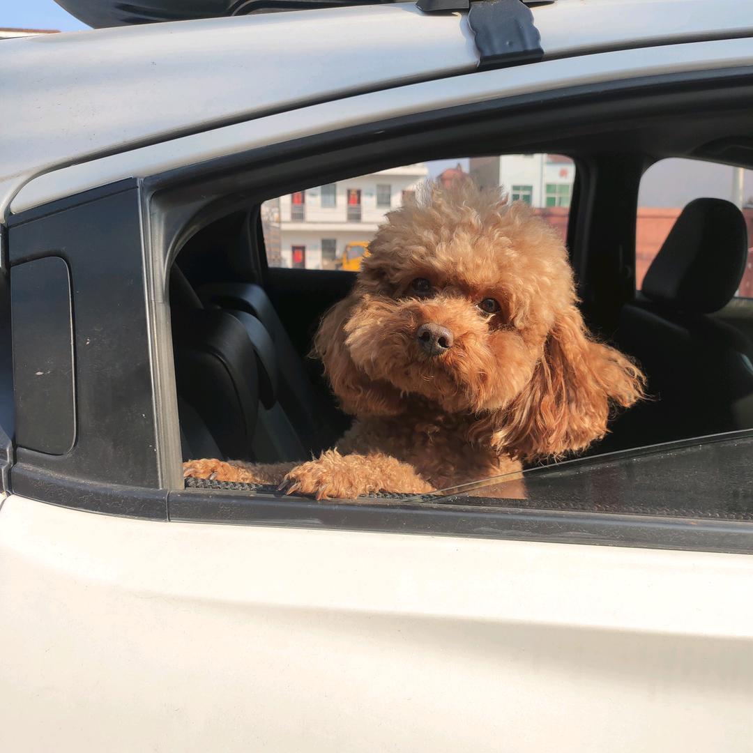 远嫁的宁夏姑娘