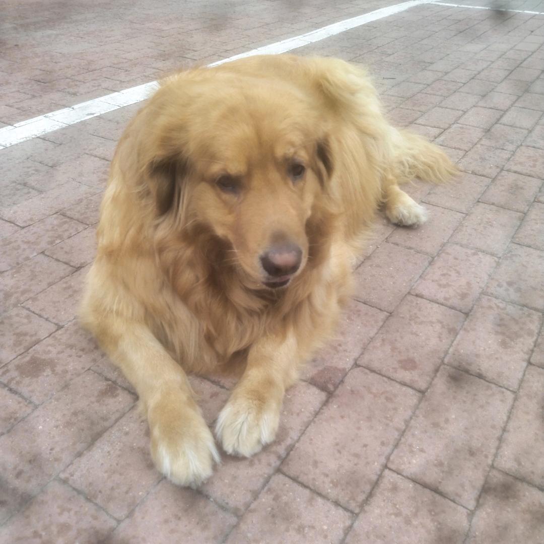 木子李