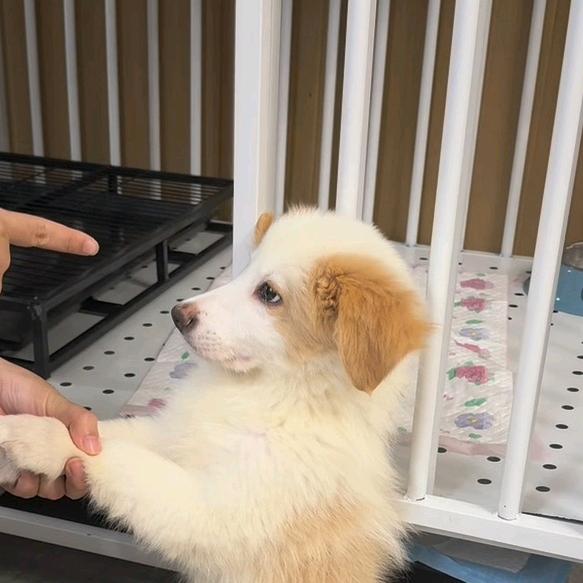 小矮子夏天（不长大不改名字）