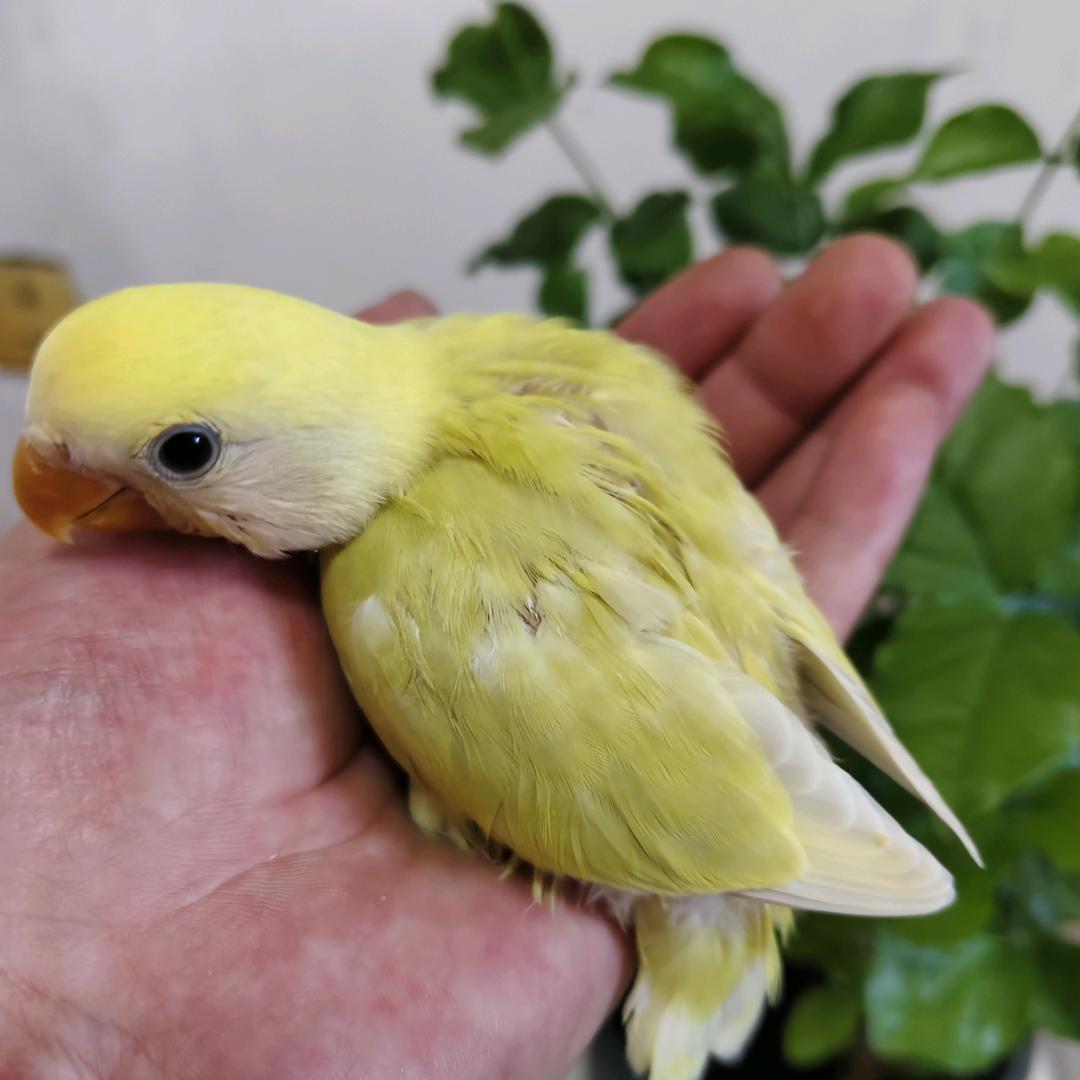 手养鹦鹉