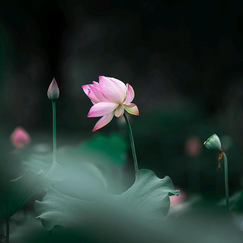 顺丰艳