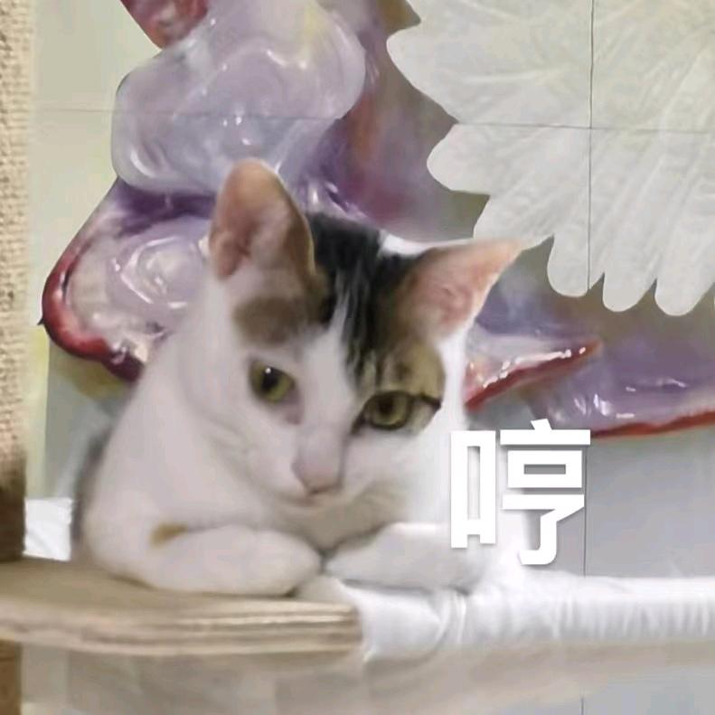 多啦圆梦