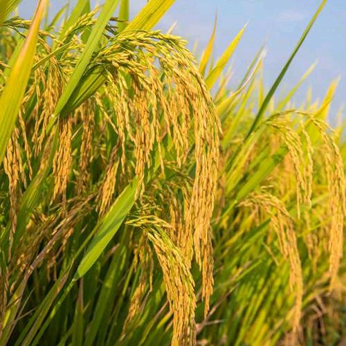 🌾金麦穗🌾