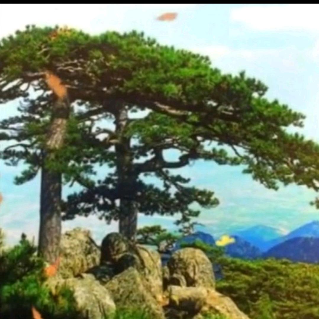 月下爱剪辑
