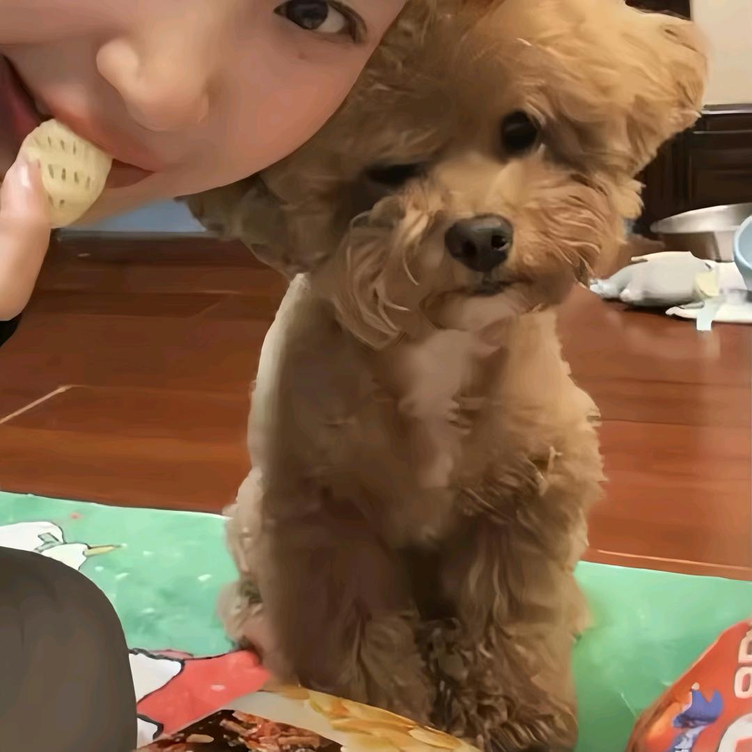 迪迦小文浩