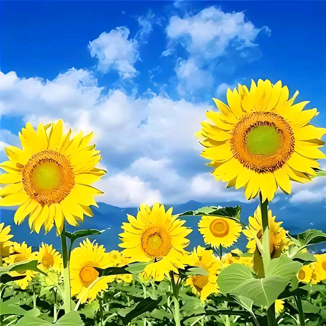 🌻岁月静好🌻