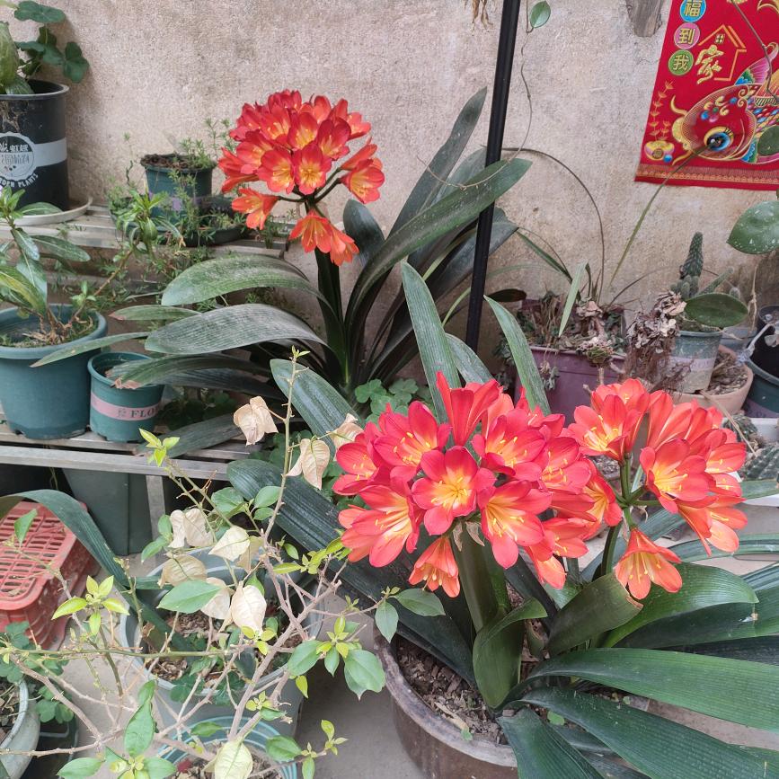 天下纵横如意兔山兔子