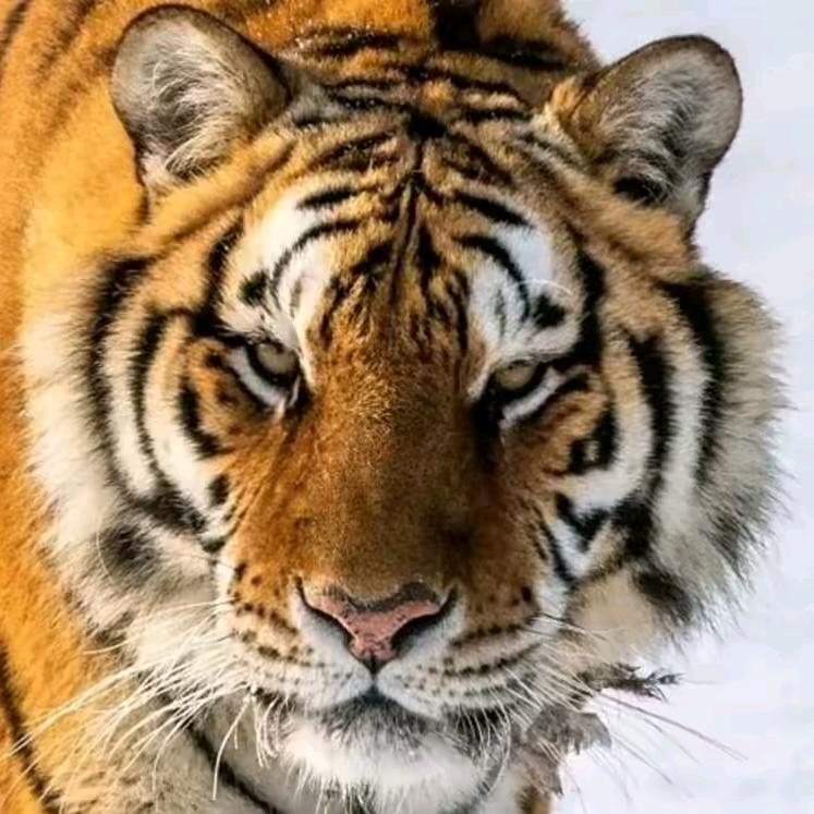 河北唐山🐅🐅