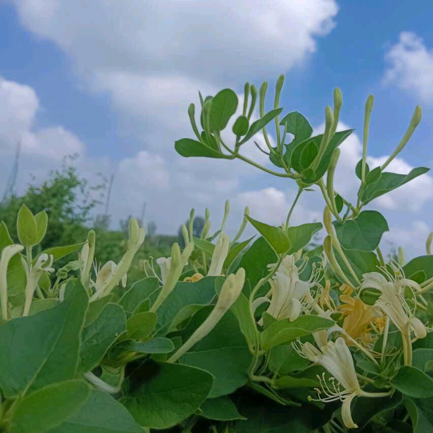 深州乔书记助农