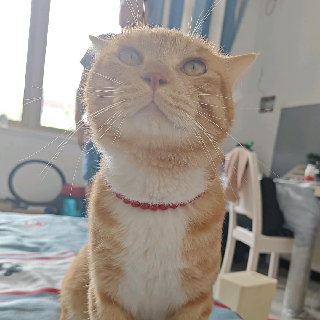 大漂亮是只小公猫（连赞拉黑）