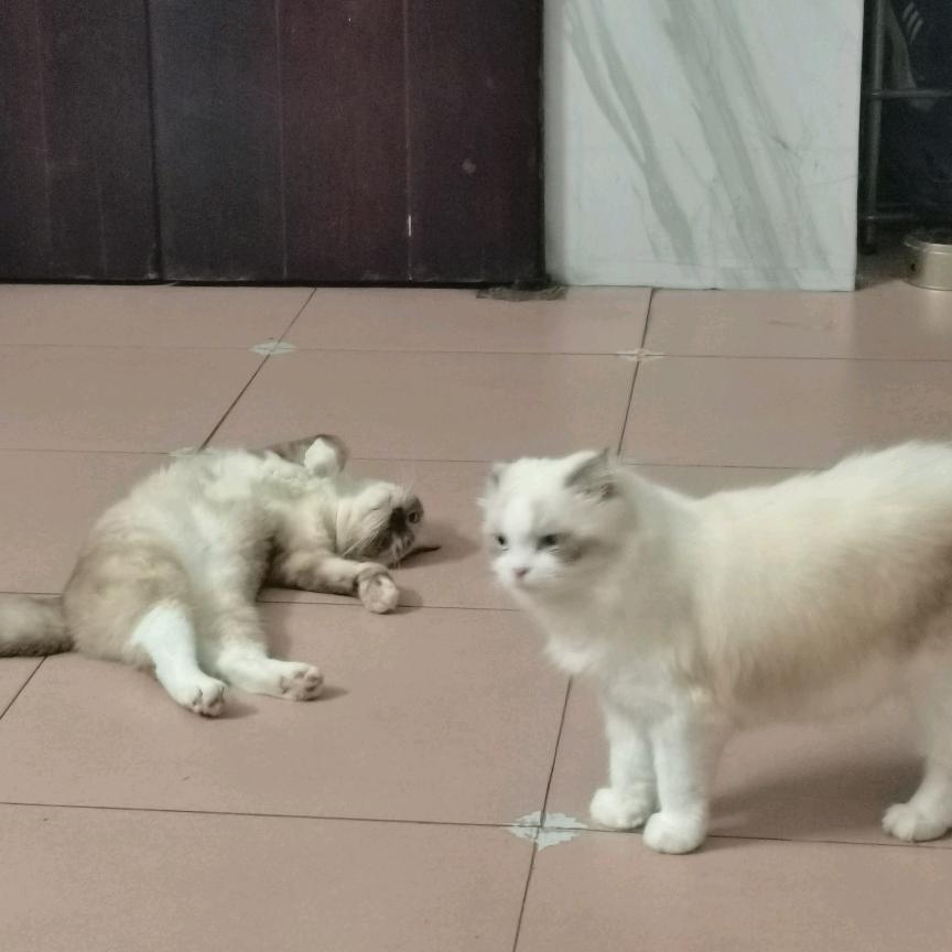 我们这一大家子猫