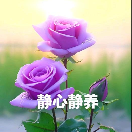 萍静