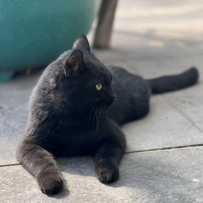 🐾黑🖤猫🐾
